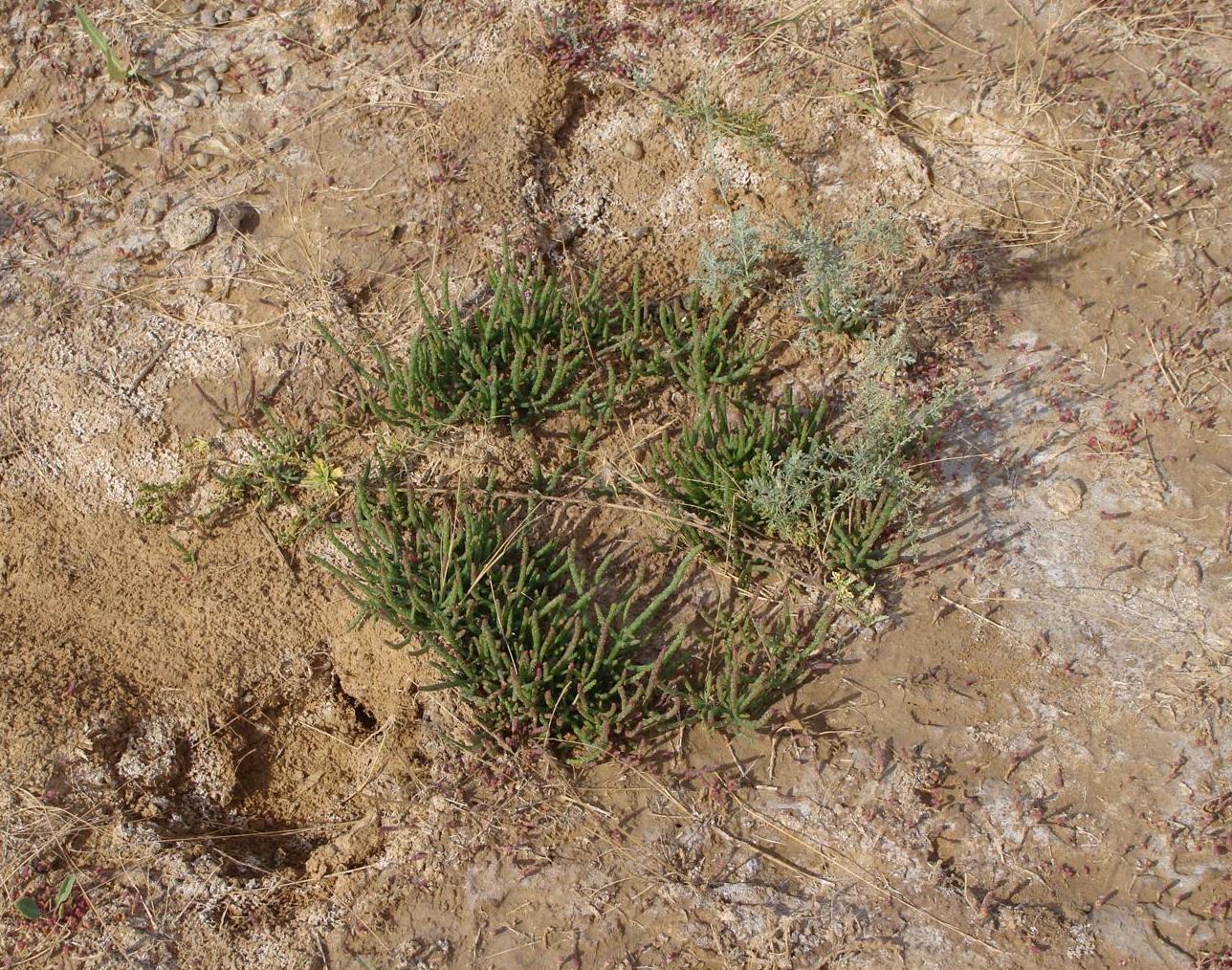 Изображение особи Salicornia perennans.