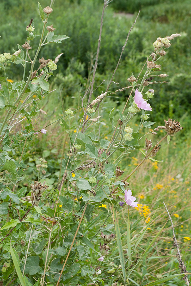 Image of Malva thuringiaca specimen.