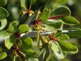 Rhamnus подвид oleoides