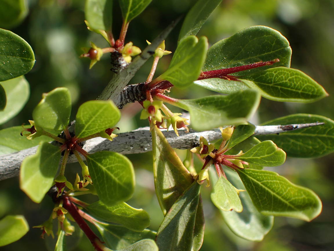 Image of Rhamnus lycioides ssp. oleoides specimen.