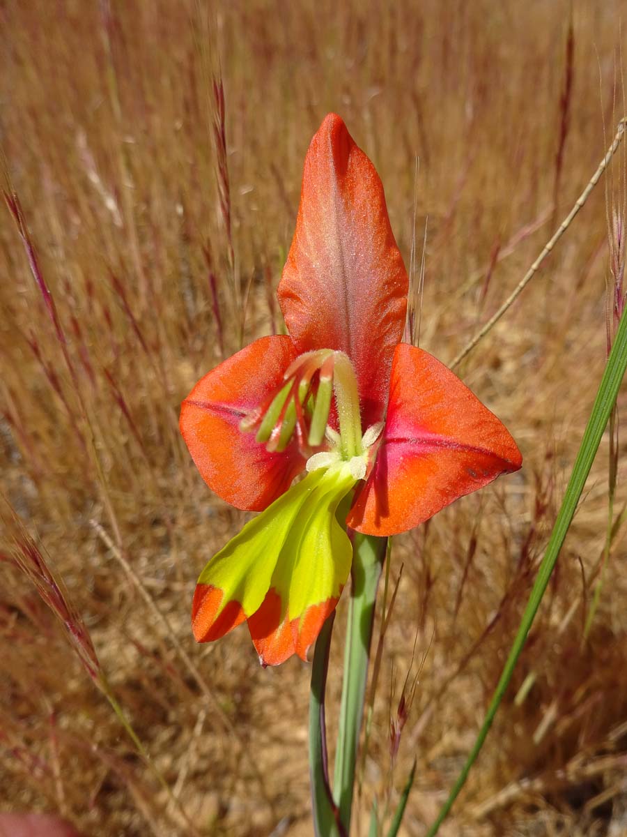 Image of Gladiolus alatus specimen.