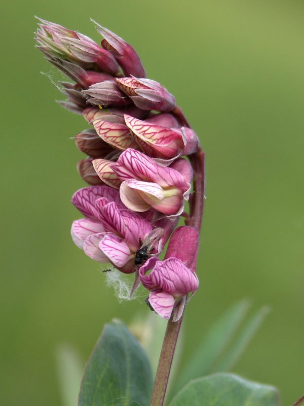 Image of Lathyrus pisiformis specimen.