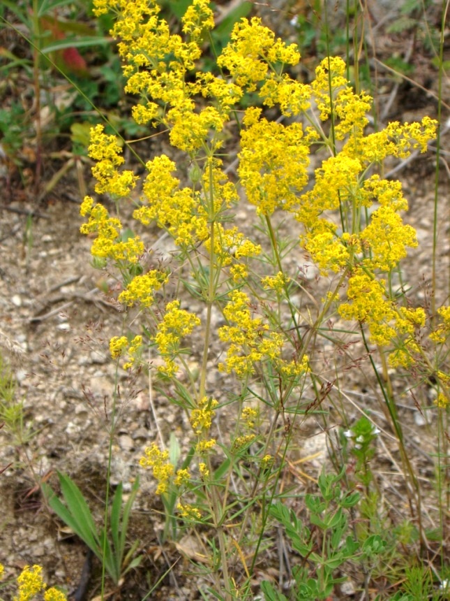 Изображение особи Galium verum.