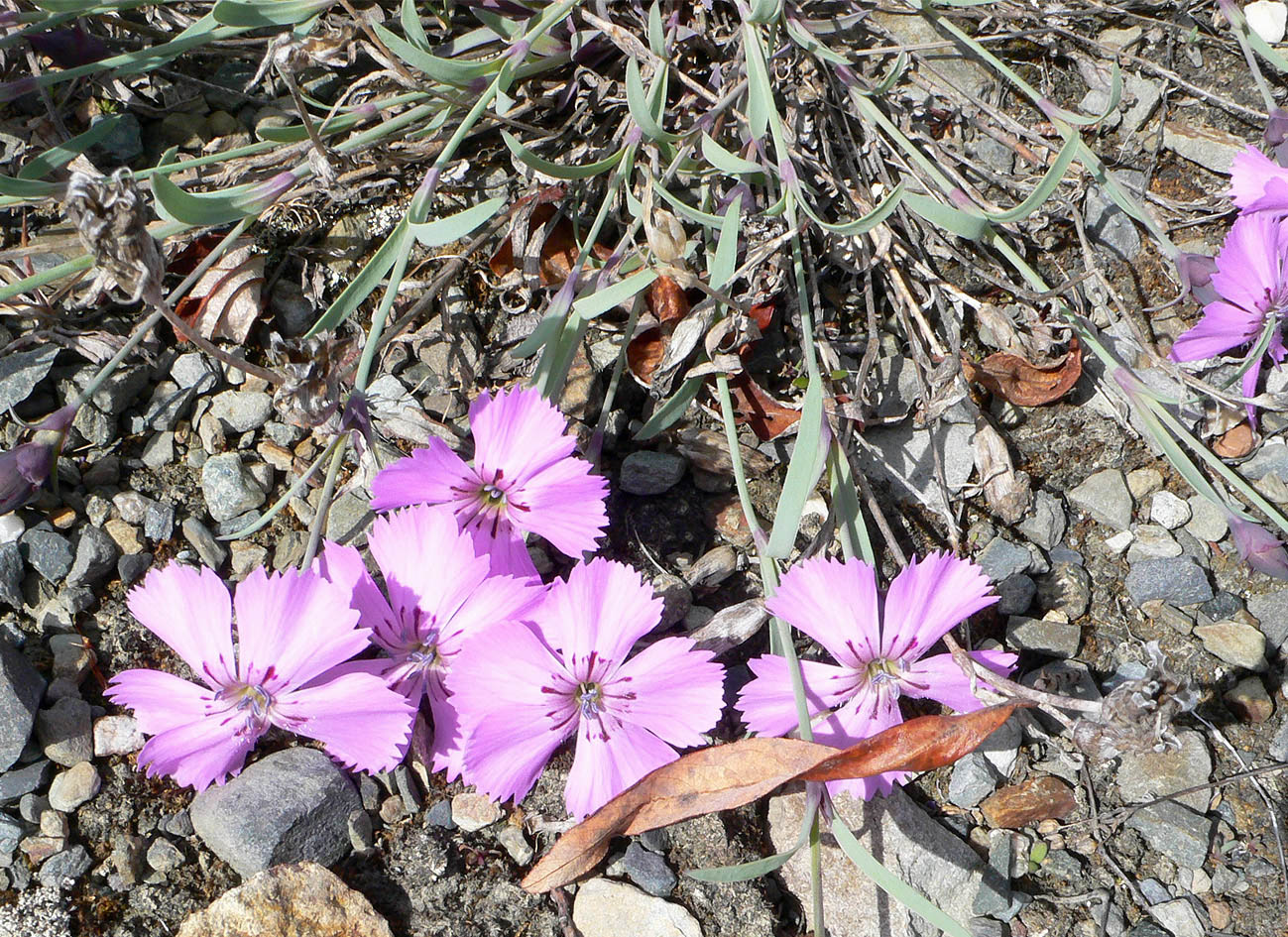 Image of Dianthus repens specimen.