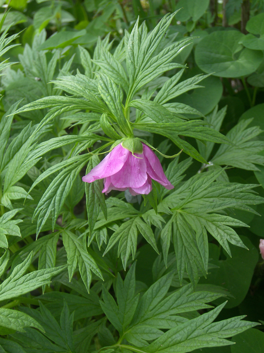 Image of Paeonia anomala ssp. veitchii specimen.