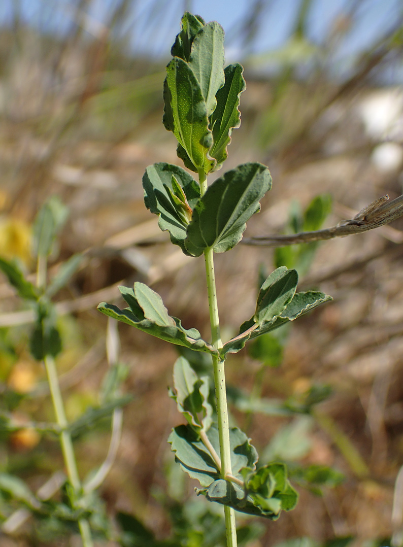 Image of Hypericum triquetrifolium specimen.