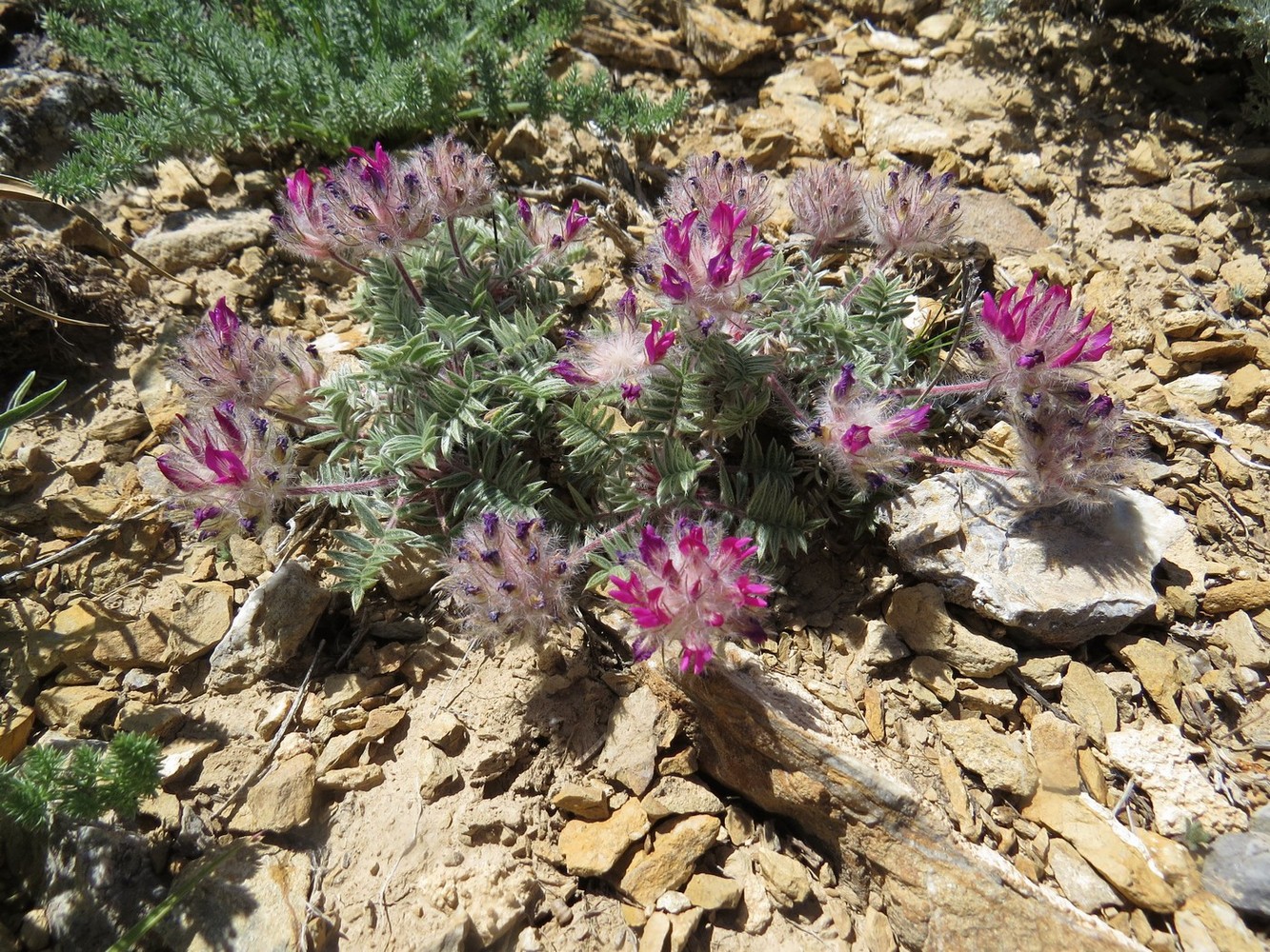 Image of Oxytropis trichocalycina specimen.