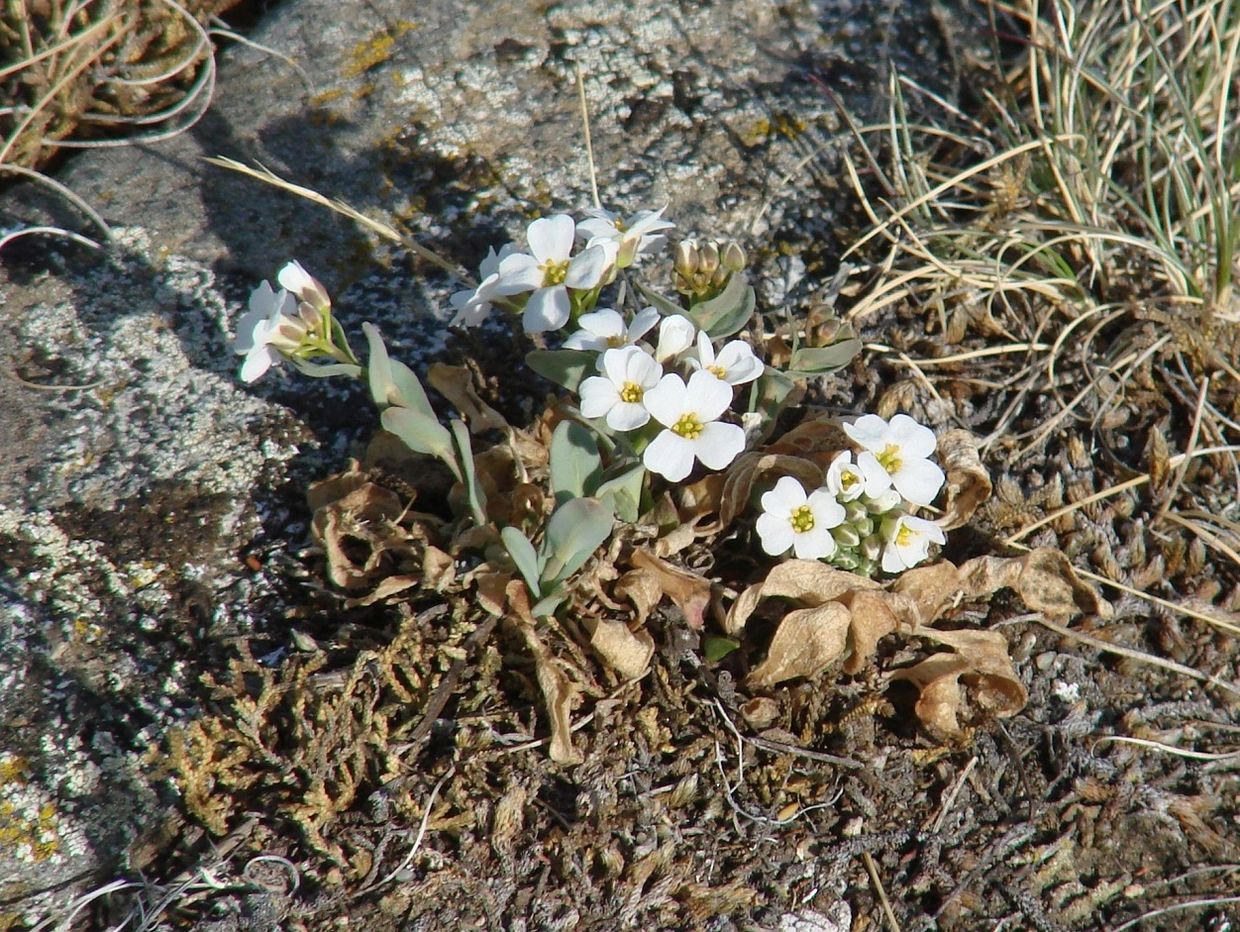 Image of Noccaea cochleariformis specimen.