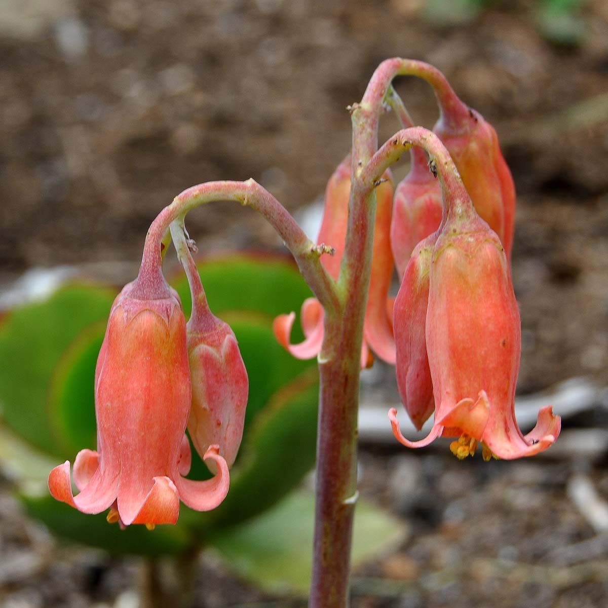 Изображение особи Cotyledon orbiculata.