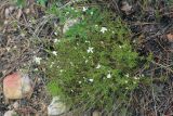 Minuartia laricina