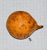 Myristica fragrans