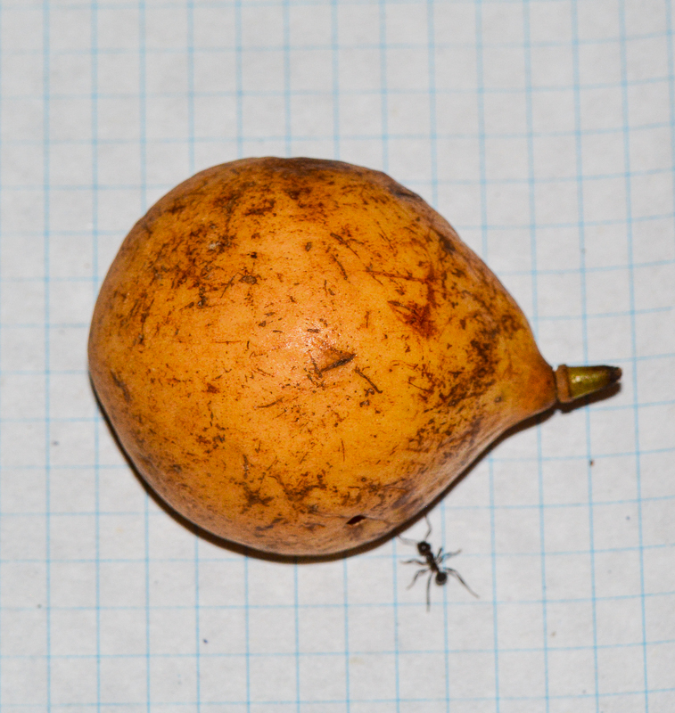 Image of Myristica fragrans specimen.