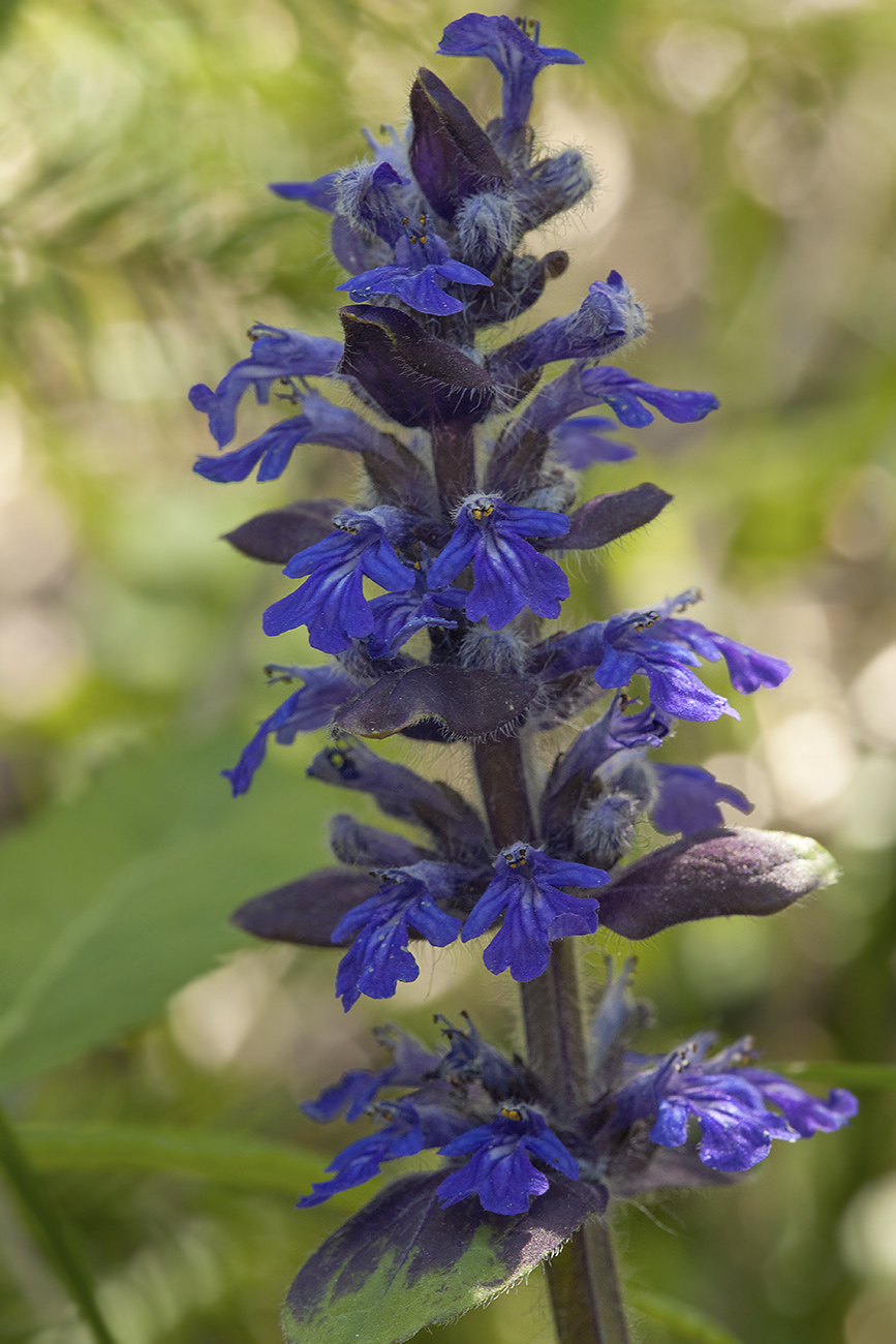 Image of Ajuga reptans specimen.