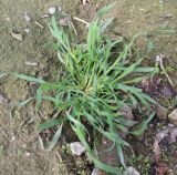 Hordeum leporinum