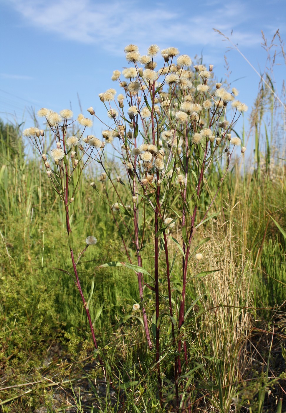 Image of Erigeron uralensis specimen.