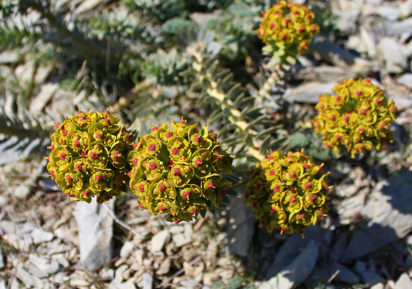 Изображение особи Euphorbia monostyla.