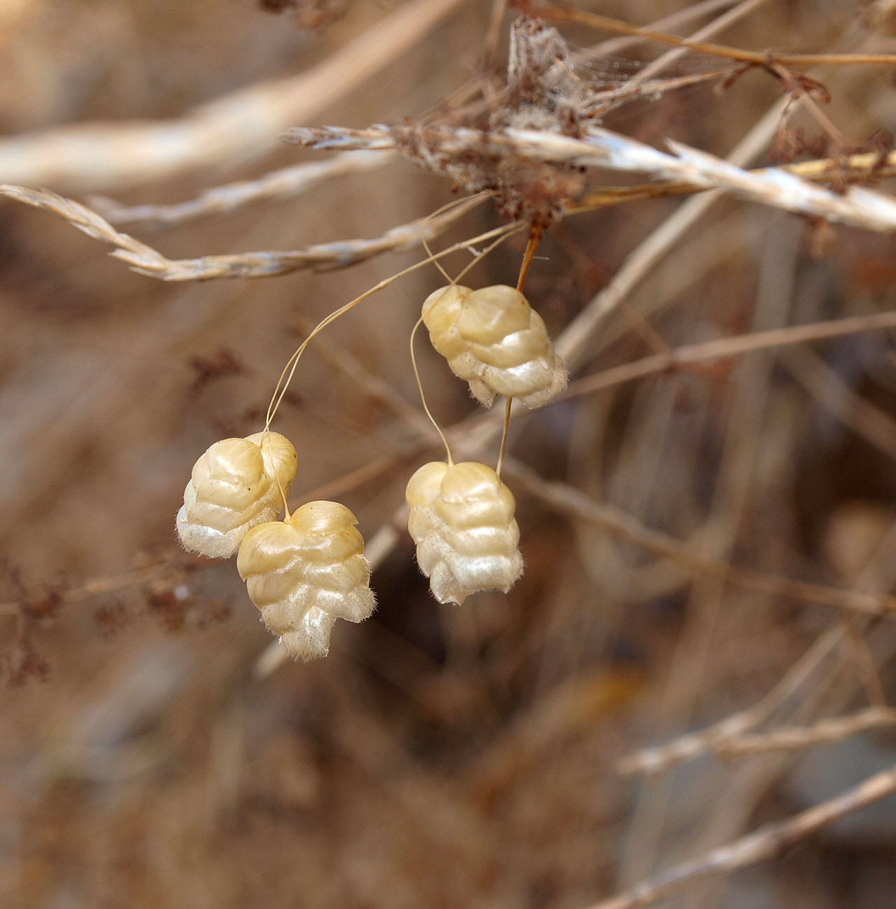 Image of Briza maxima specimen.