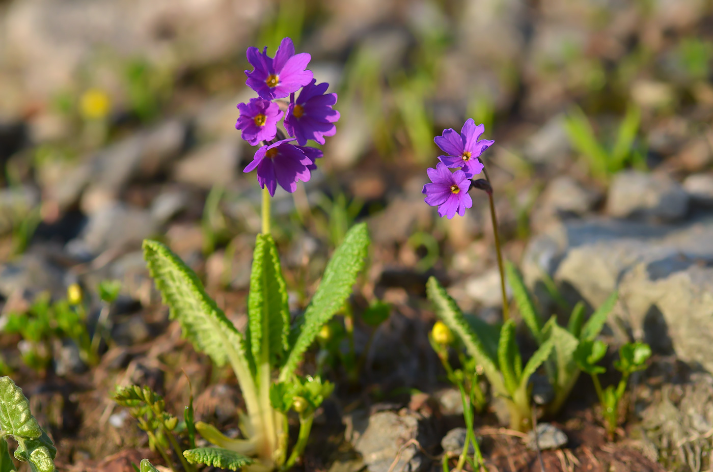 Image of Primula amoena specimen.