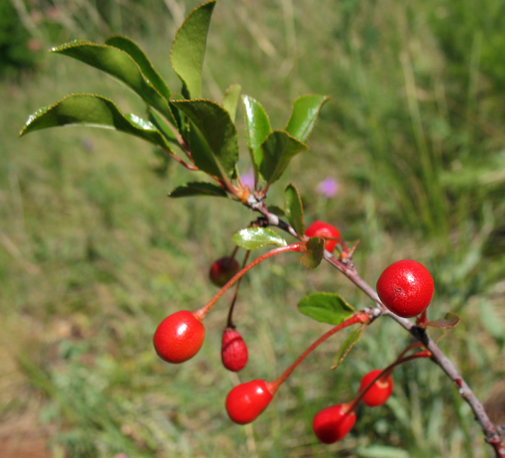 Изображение особи Cerasus fruticosa.