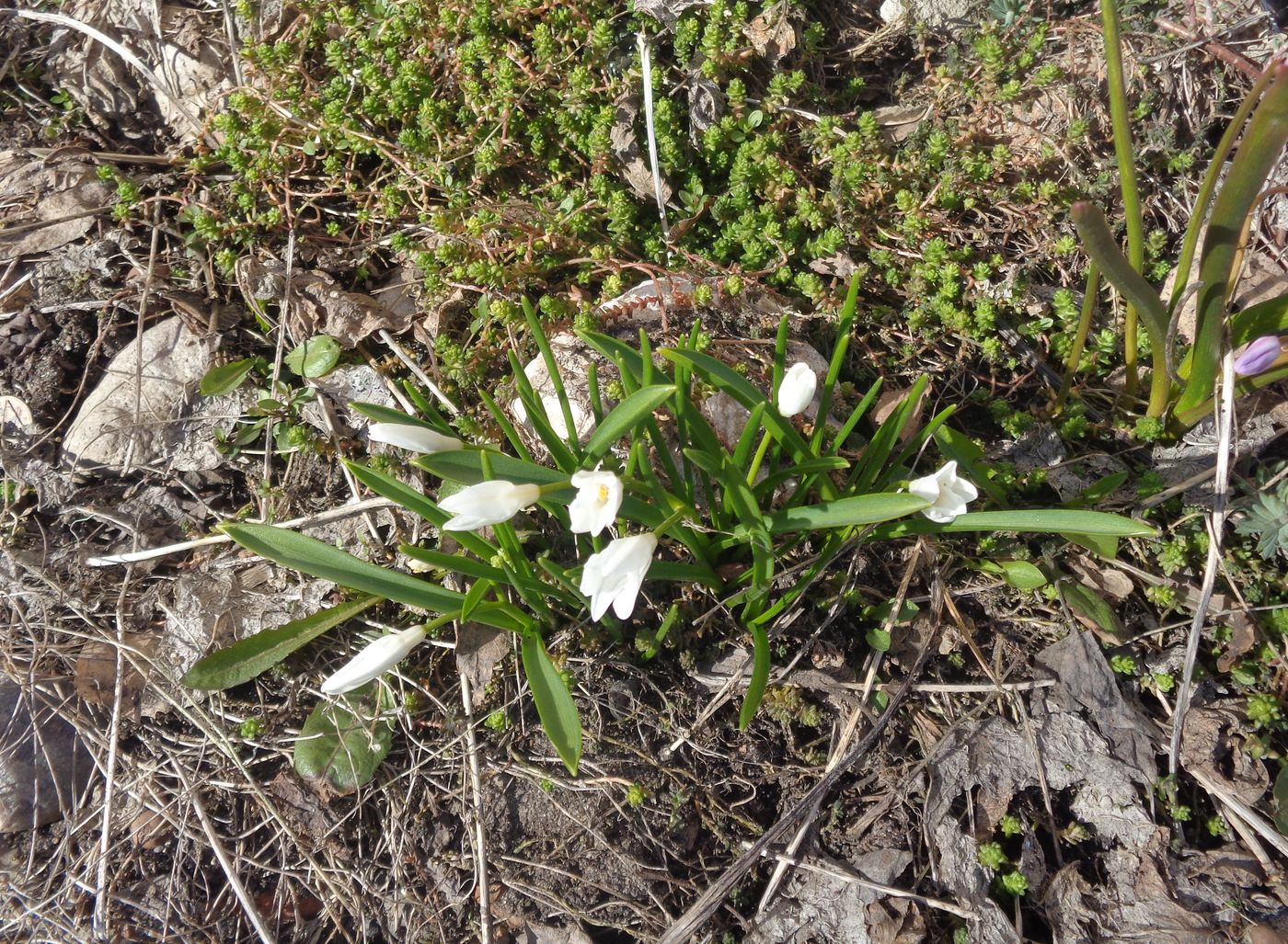 Image of Chionodoxa luciliae f. alba specimen.