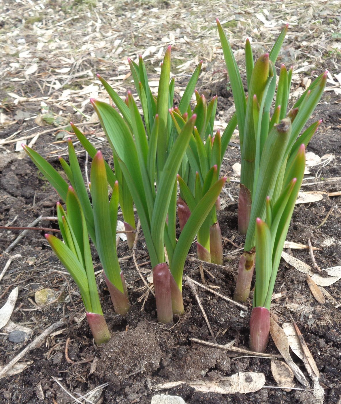 Image of genus Allium specimen.