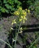 Sisymbrium altissimum. Верхушка соцветия. Тверская обл., г. Тверь, Заволжский р-н, Красинский мост, луговина. 19.05.2019.