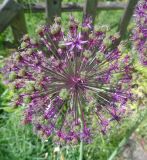 род Allium