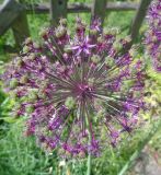 Allium