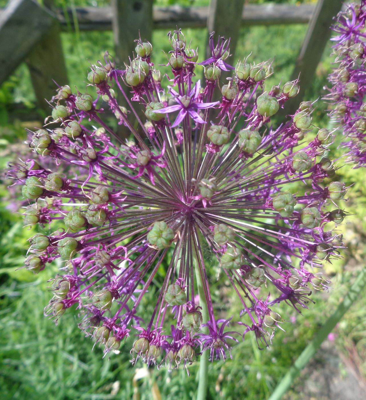 Image of genus Allium specimen.