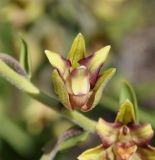 Epipactis veratrifolia. Цветок. Республика Кипр, Троодос, ≈ 1300 м н.у.м., крутой склон. 17.06.2019.