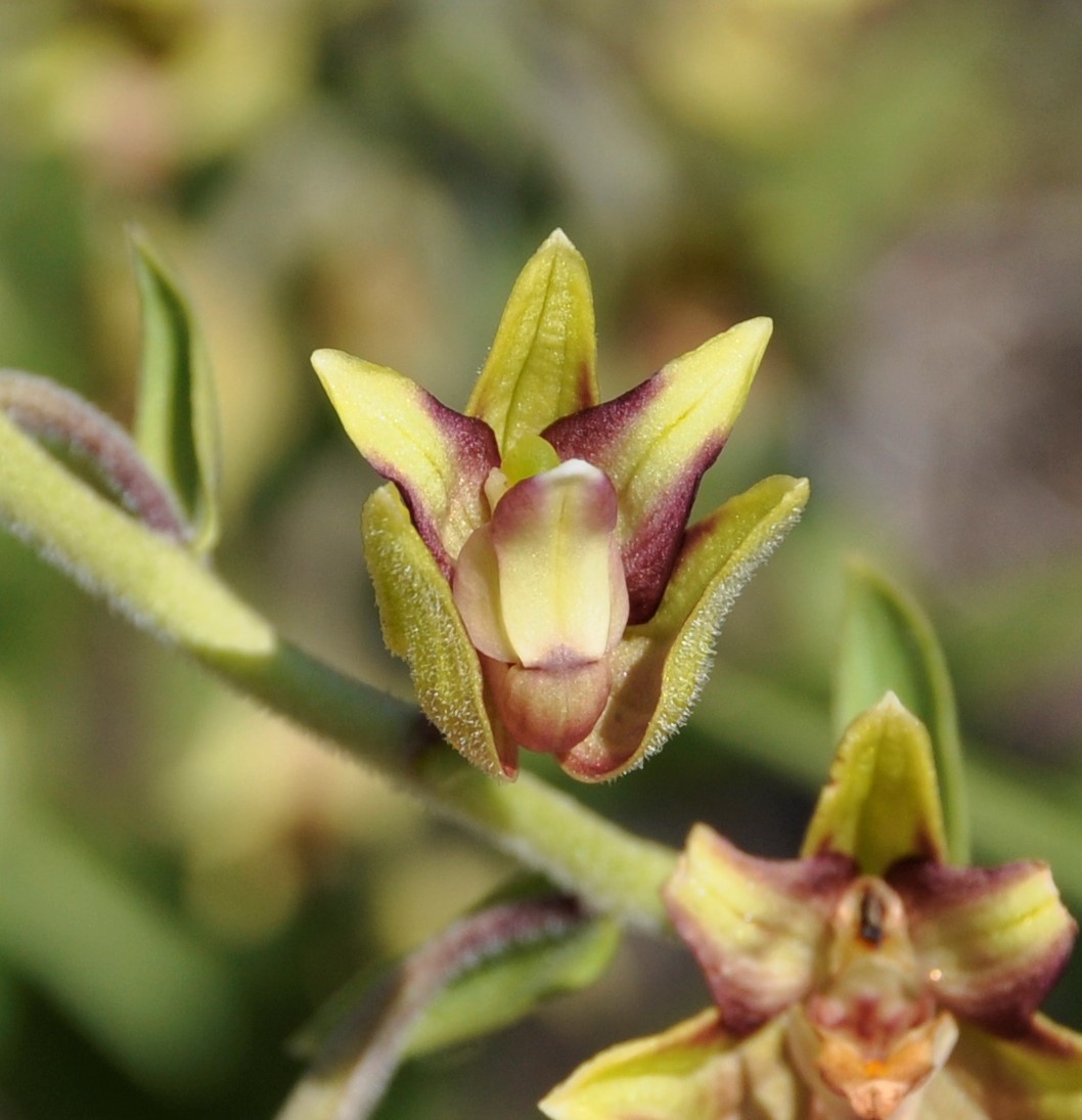 Изображение особи Epipactis veratrifolia.
