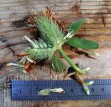Trifolium trichocephalum