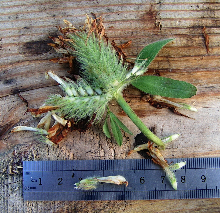 Image of Trifolium trichocephalum specimen.