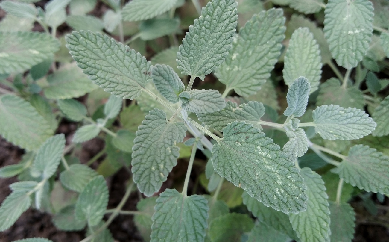 Изображение особи Nepeta mussinii.