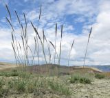 Psathyrostachys juncea