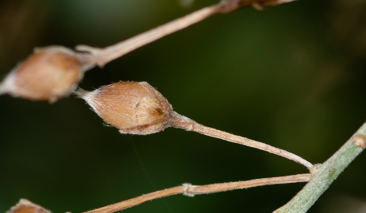 Image of Convolvulus floridus specimen.