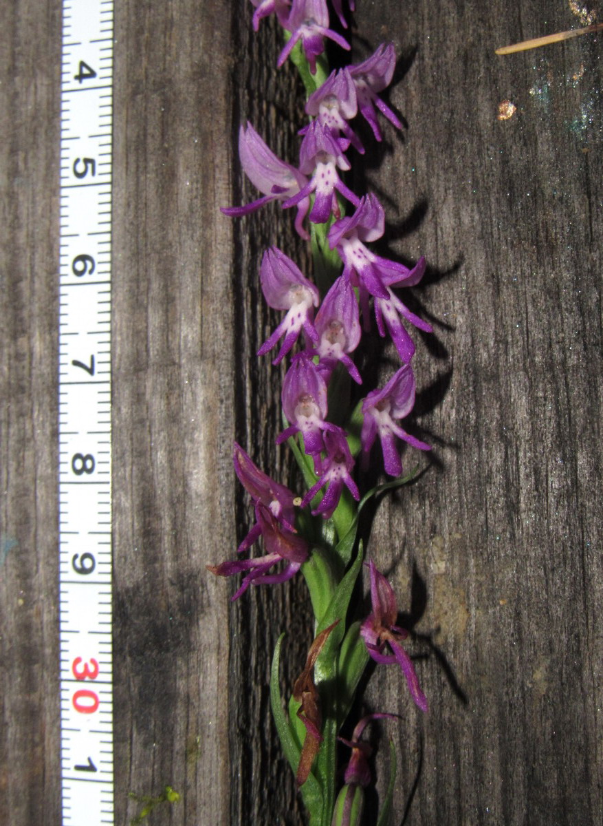 Image of Neottianthe cucullata specimen.