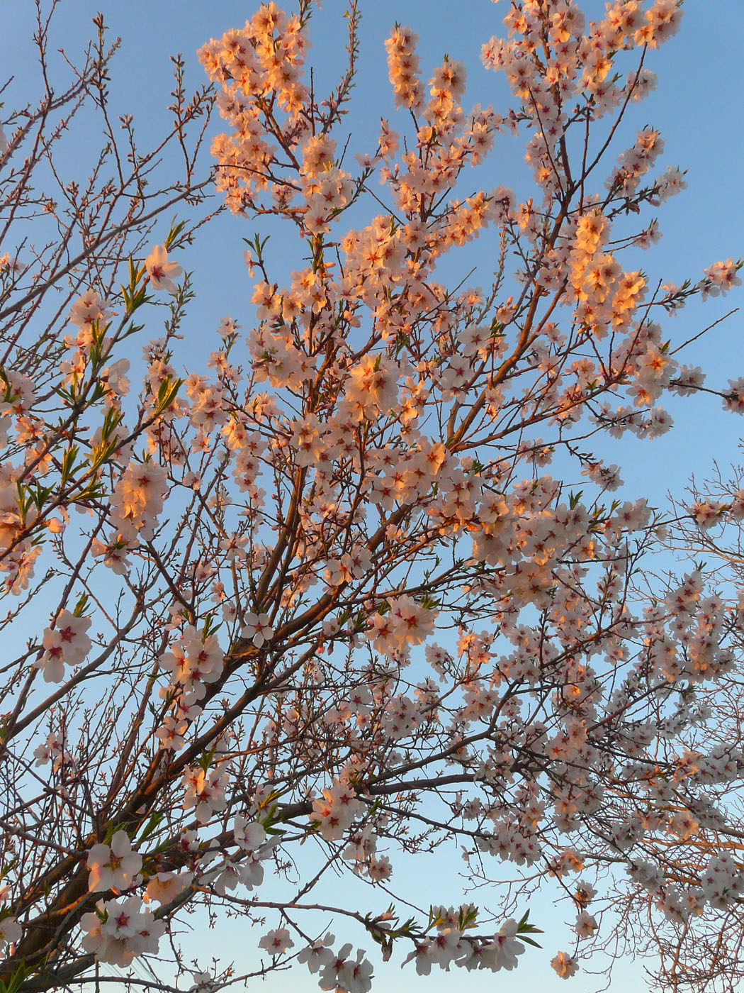 Изображение особи Amygdalus communis.