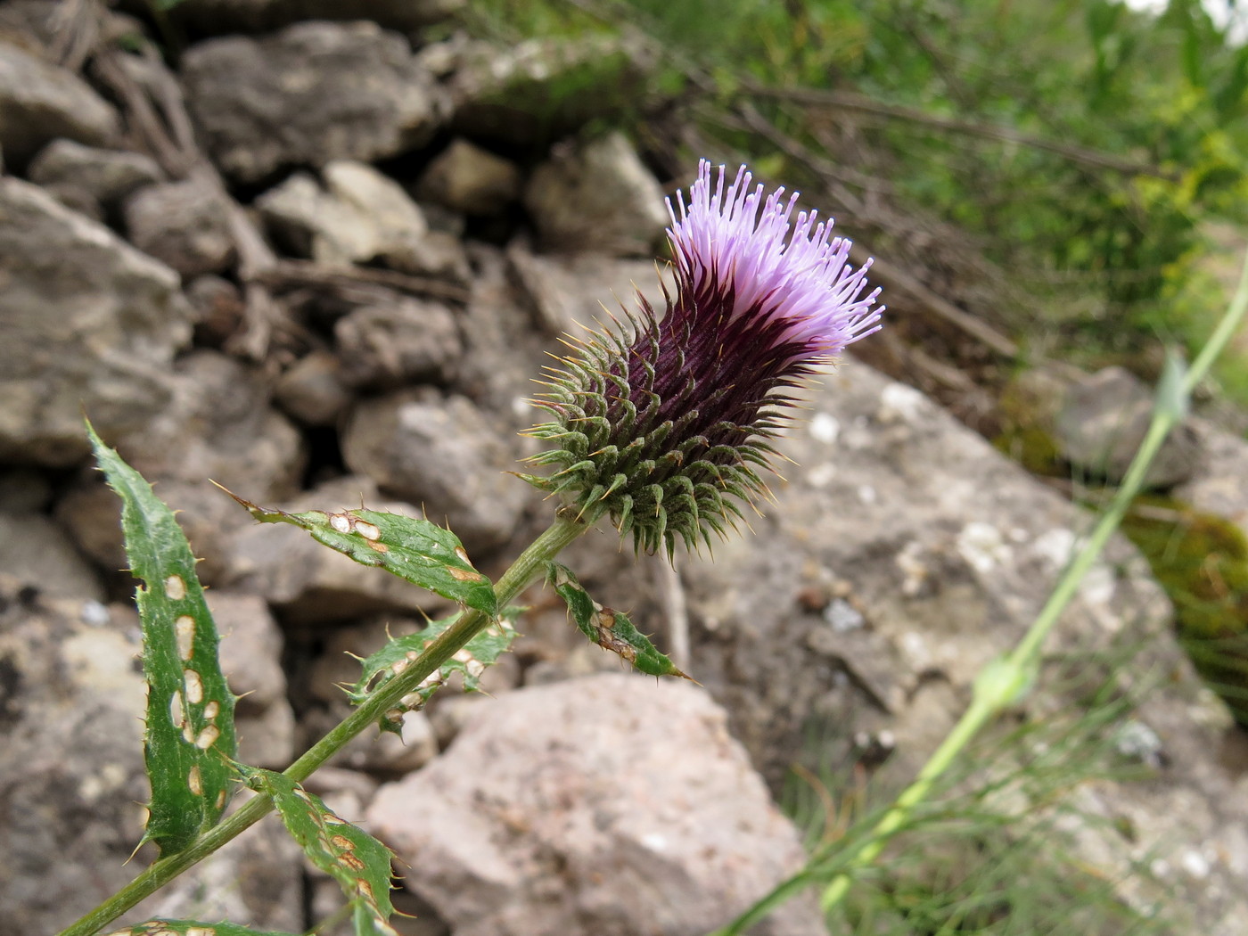 Изображение особи Syreitschikovia spinulosa.