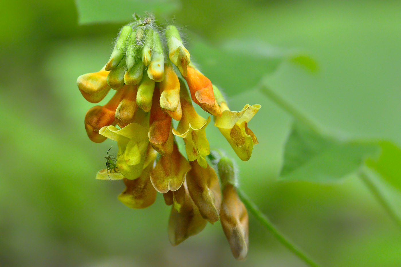 Image of Vicia crocea specimen.