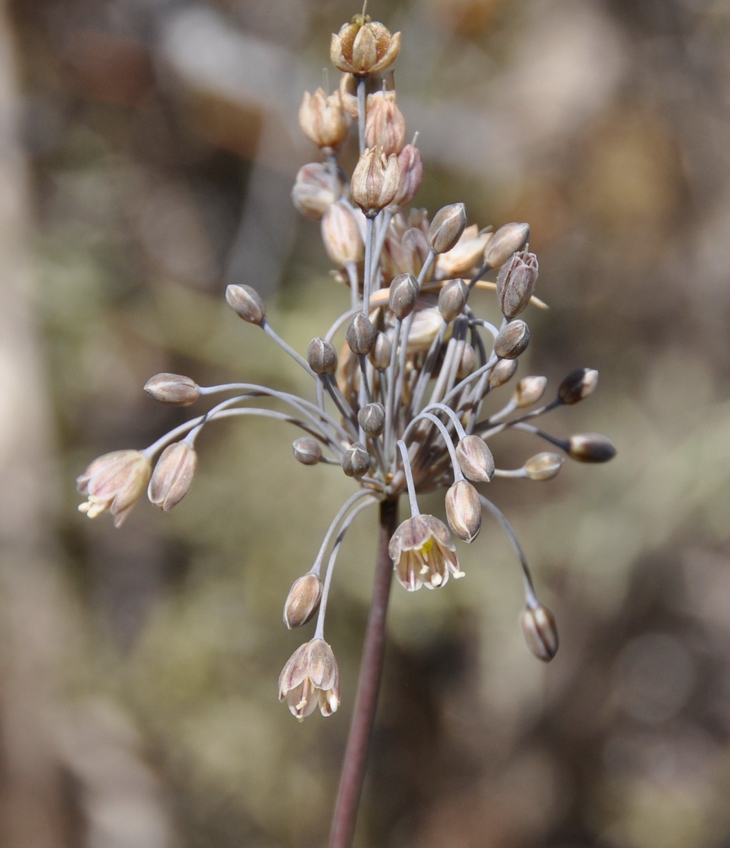 Изображение особи Allium autumnale.