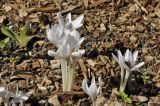 genus Colchicum. Цветущие растения с кормящейся пчелой. Приморский край, г. Владивосток, Ботанический сад-институт ДВО РАН. 12.10.2019.