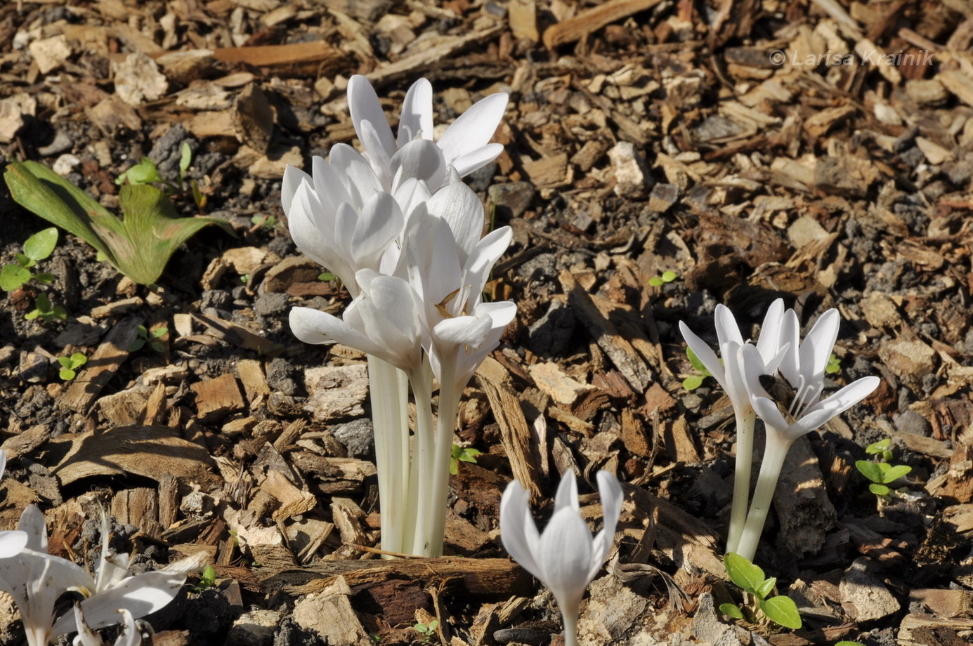 Image of genus Colchicum specimen.