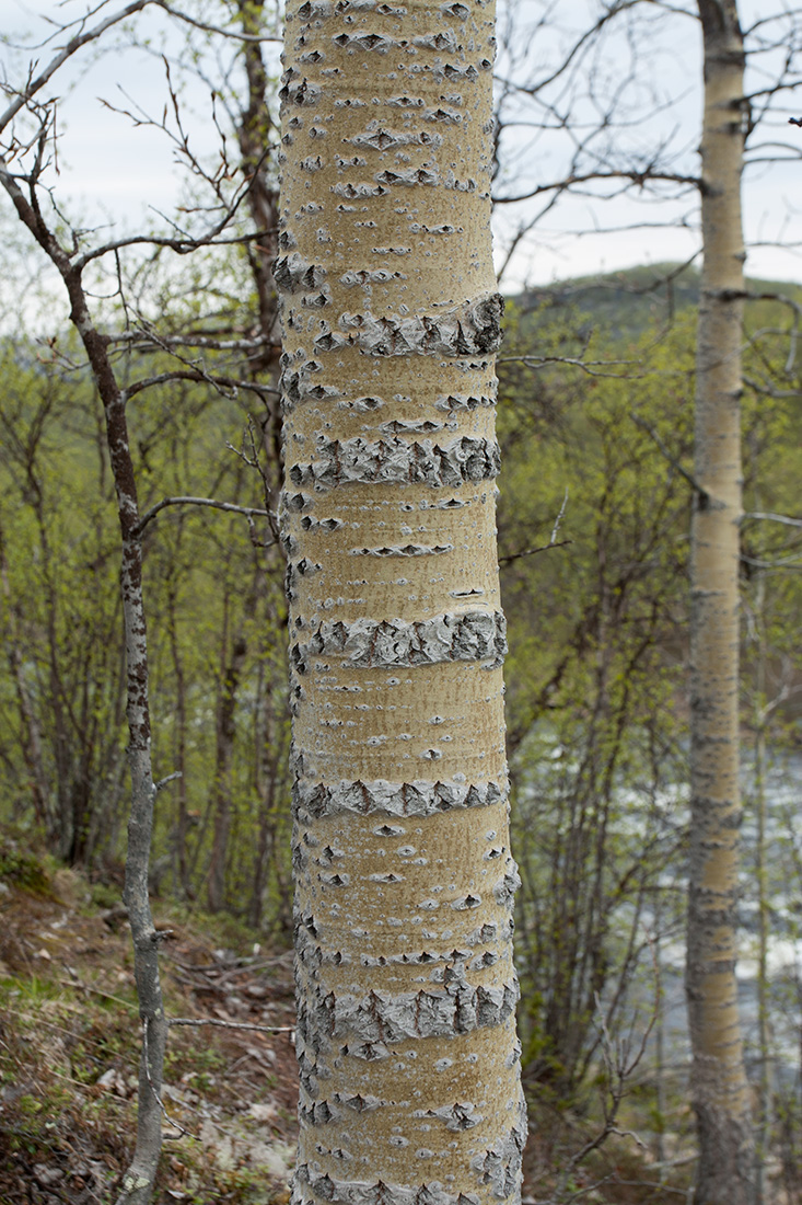 Image of Populus tremula specimen.