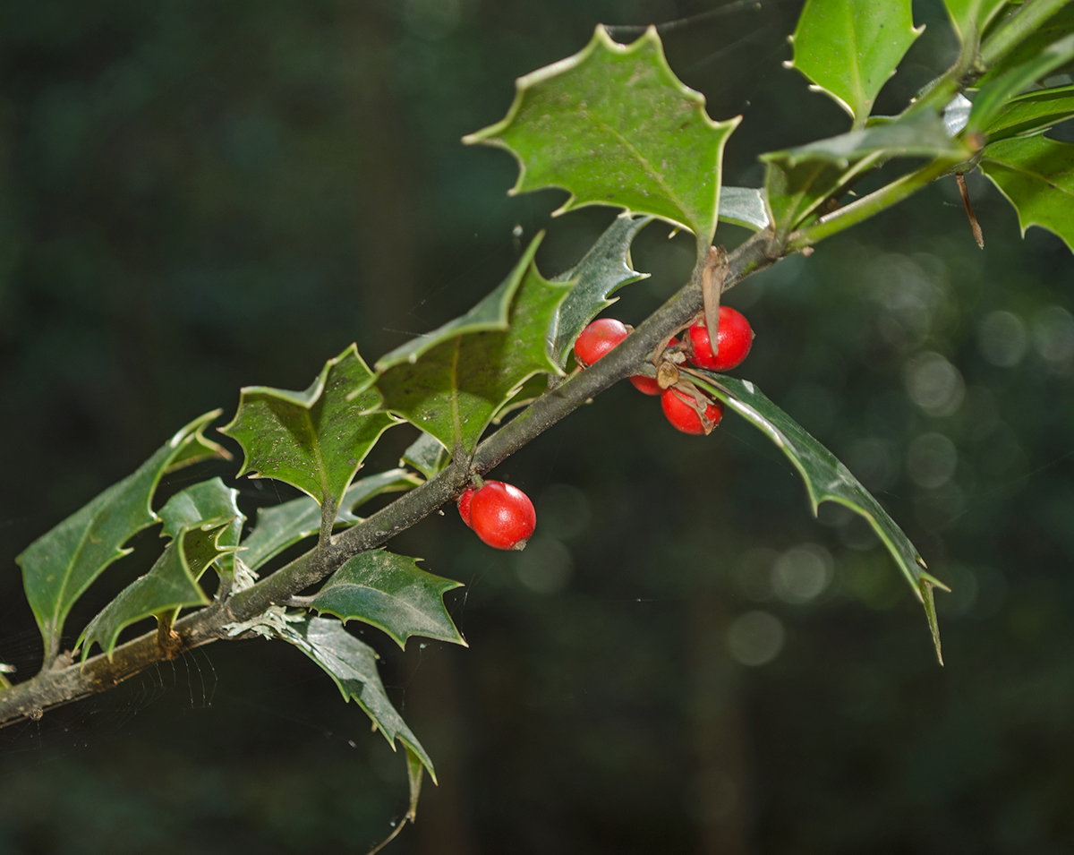 Image of Ilex colchica specimen.