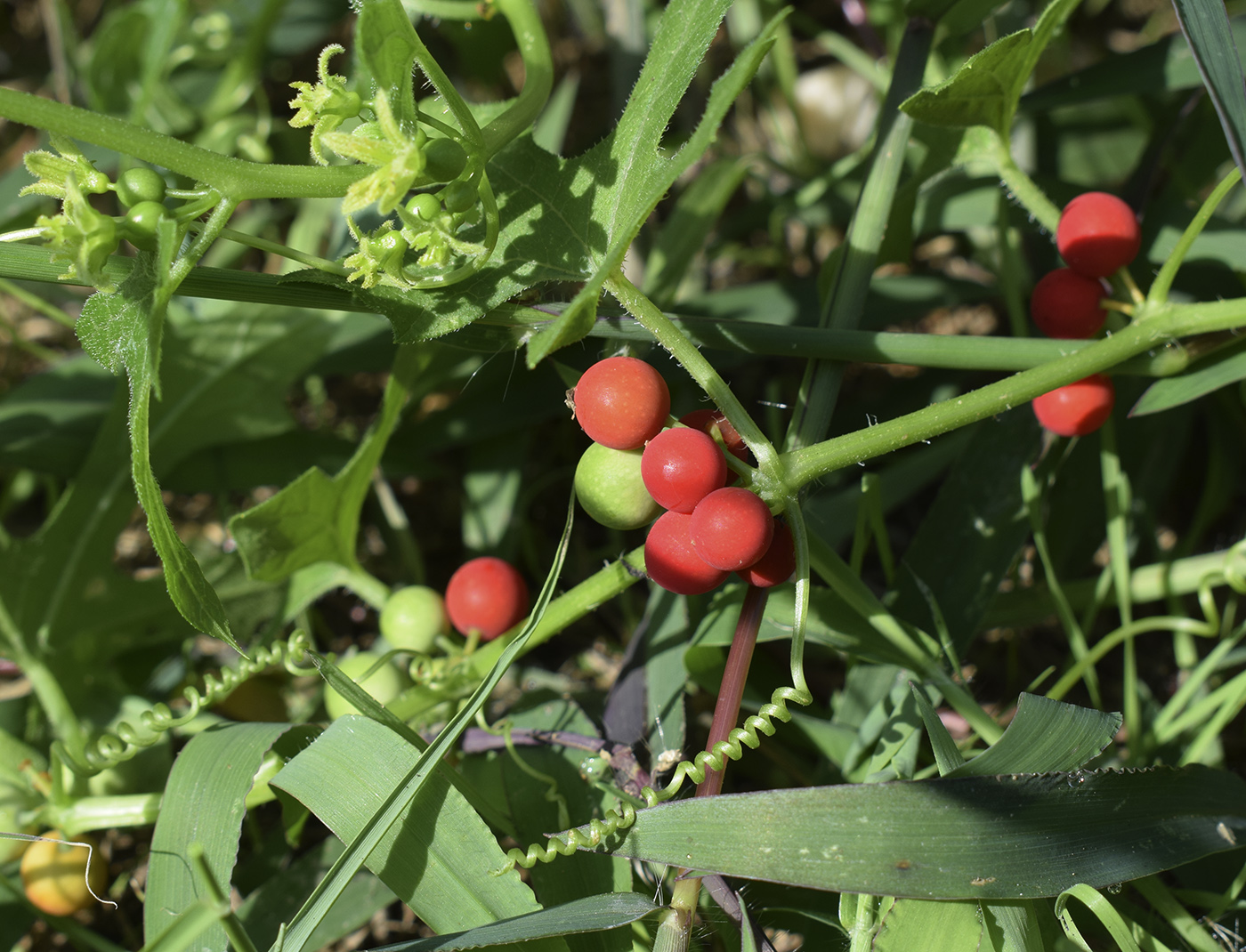 Изображение особи Bryonia dioica.