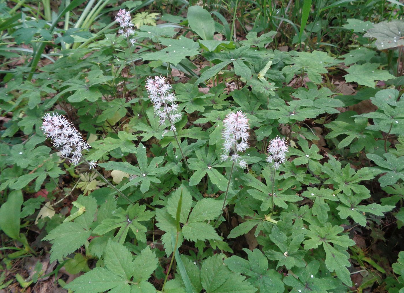 Изображение особи Tiarella cordifolia.