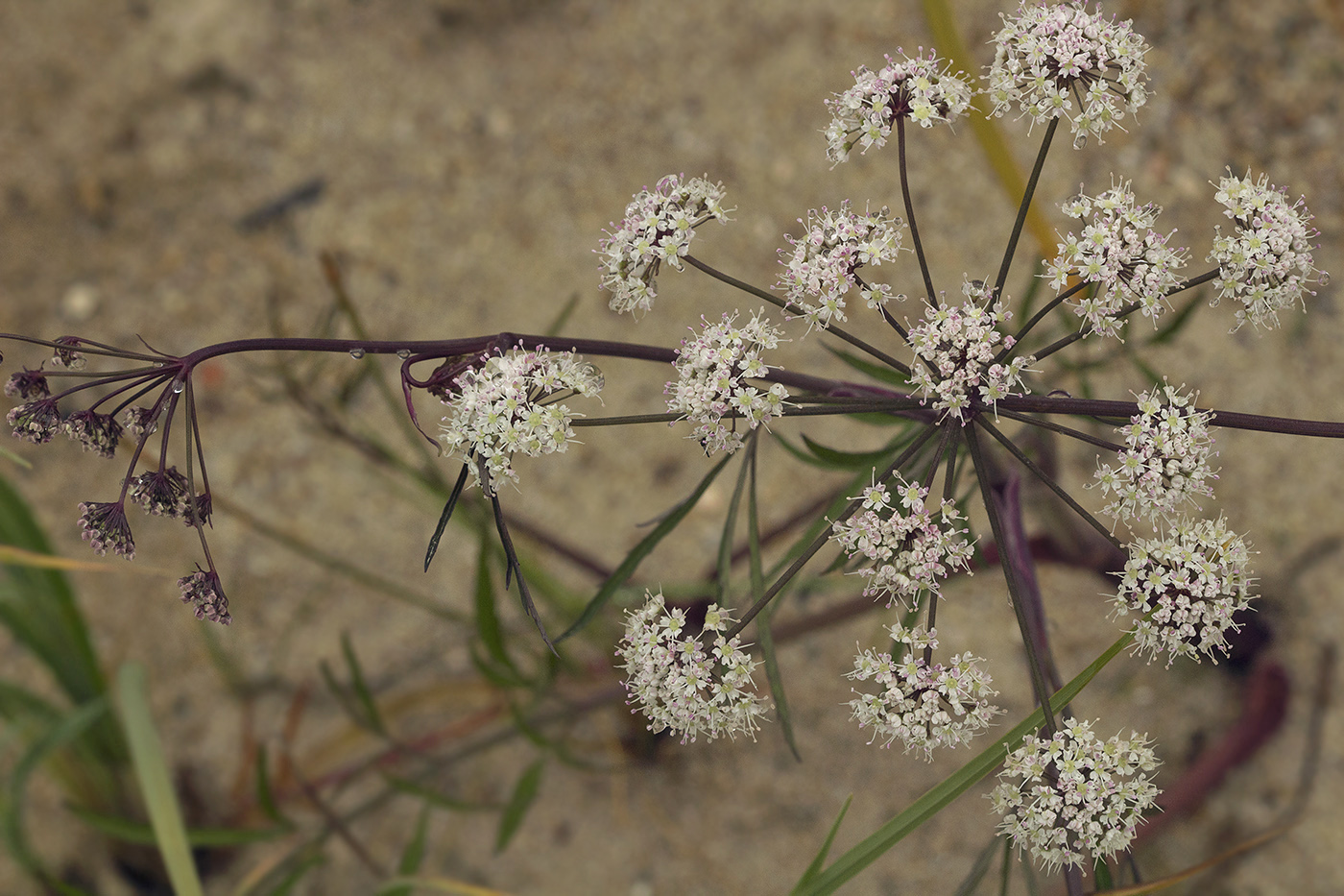 Image of Cicuta virosa specimen.