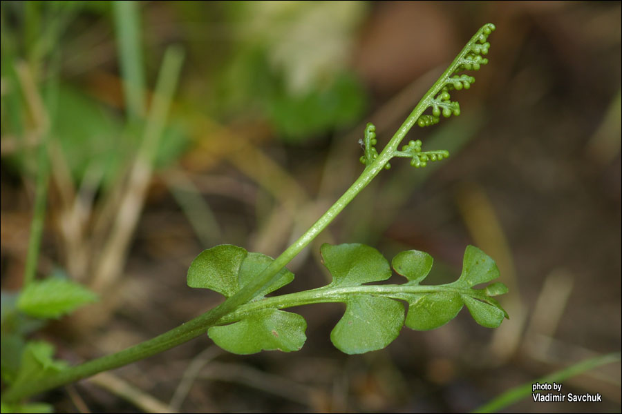 Изображение особи Botrychium lunaria.