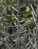 Scutia spicata